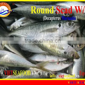 FROZEN ROUND SCAD WHOLE ROUND thumbnail-6