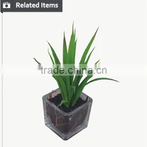 Hot Sale Miniascape of Aloe Vera Mini Plant for Office Supply thumbnail-4