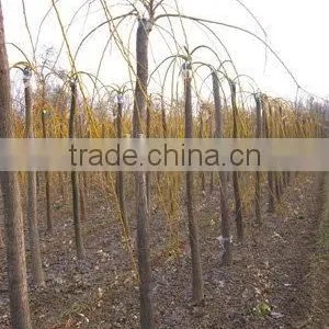 Sophora Japonica Deciduous Trees thumbnail-1