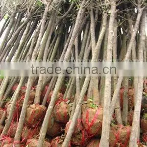 Ligustrum Lucidum Trees thumbnail-1