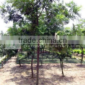Grevillea Robusta D6cm Trees thumbnail-1