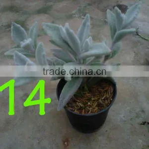 Succulent Plant Kalanchoe Eriophylla Snow thumbnail-4