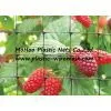 Plastic BOP Anti Bird Net&mesh Fruit&garden Protect Net&mesh Agriculture Anti Bird Net&mesh thumbnail-1