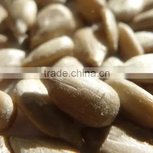 Organic Sunflower Kernel thumbnail-2