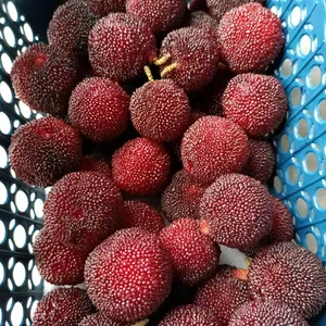 Yangme Trees Plating Fruit Trees From China Myrica Ruba Trees thumbnail-3