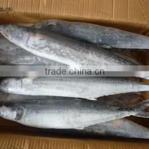 2015 Frozen Spanish Mackerel Whole Round thumbnail-3