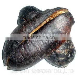 Sea Cucumber Vietnam, Pomegranate Fish, Actinopyga Lecanora thumbnail-2