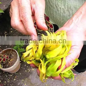 Ylang Ylang Essential Oil From India | Guaranteed 100% Pure Ylang-Ylang Oil thumbnail-2
