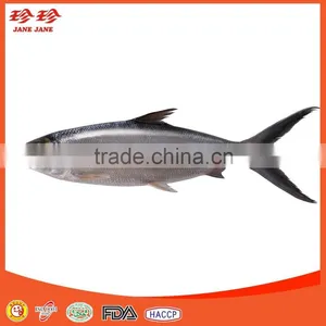 Frozen Milkfish Fillet thumbnail-1