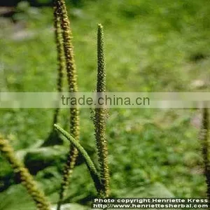 Plantain Seed Extract thumbnail-1