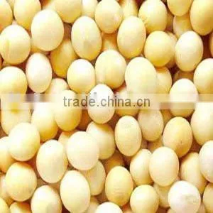 Non-Gmo Yellow Soybeans thumbnail-1