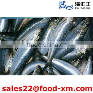 HHF BQF 10KG/CTN Frozen WR Sardine Fish With Good Price thumbnail-1