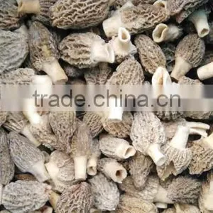 High Quality Frozen Wild Morels(morchella Conica) thumbnail-2