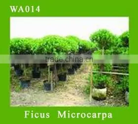 Ficus Microcarpa thumbnail-1