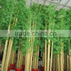 SJ Plastic Realistic Artificial/leek Arrangement of Bamboo With Leaves,bamboo Poles thumbnail-6