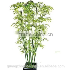 SJ217007 Wholesale Bamboo Plants Lucky for Sale thumbnail-1