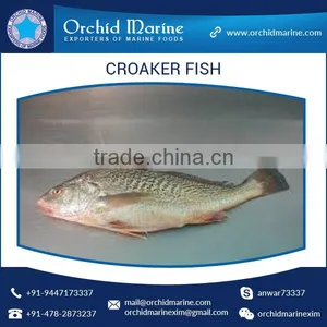 Fresh Frozen Yellow / Silver Croaker Fish thumbnail-1