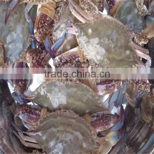 Frozen Blue Swimming Crabs Seller With Whole Shell or Half Cut thumbnail-1