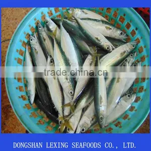 Frozen Whole Round Pacific Mackerel thumbnail-1