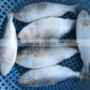FROZEN SARDINE FISH/ SHAD FISH/ SIZE 4/6 thumbnail-5