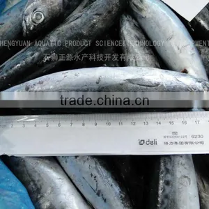Good Quality Frozen Bonito(skipjack Tuna) thumbnail-1