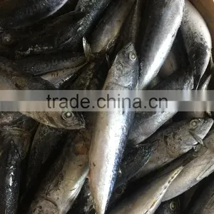 Sea Frozen Fresh Good Price Bonito Skipjack Tuna thumbnail-3