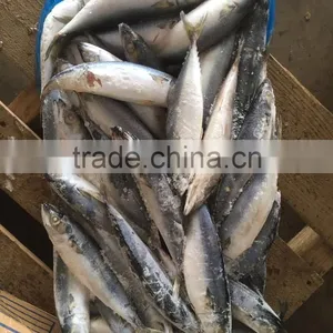 Seafish BQF Fresh Frozen Pacific Mackerel (scomber Japonicus ) Size 250-350g thumbnail-2