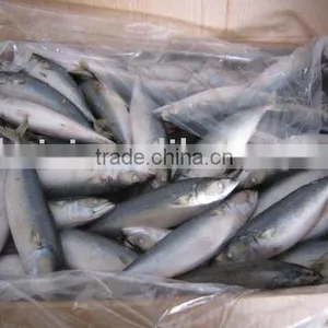 Frozen Mackerel (150-200g) thumbnail-1