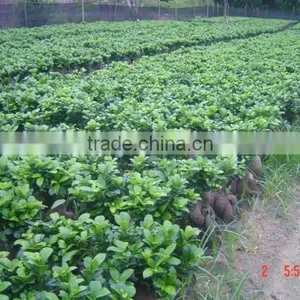 Ginseng Ficus Indoor Bonsai Wholesale thumbnail-3