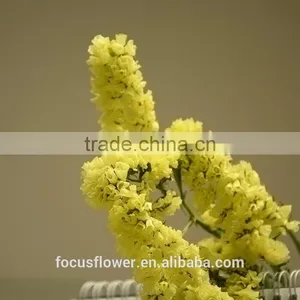 Multi Colored Cut Fresh Flowers Statice Yellow From YUNNAN thumbnail-1