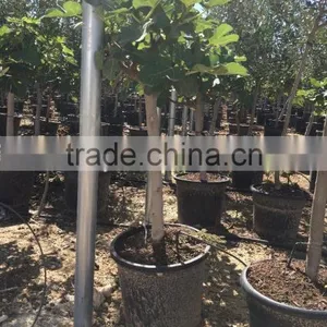 Ficus Carica thumbnail-3