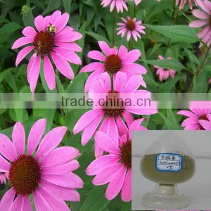 Pure Nature Echinacea Herb Extract thumbnail-1