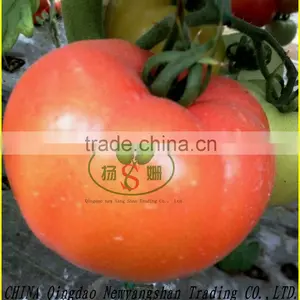 2016 Tomatoes/tomatoes in China for Sale thumbnail-1