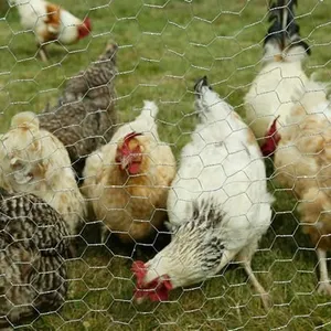 Chicken Wire - Chicken Wire Netting - Hexagonal Wire Mesh thumbnail-1