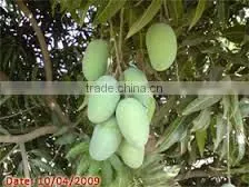 Mango thumbnail-3