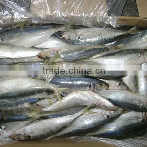 Good Quality Frozen Horse Mackerel for Sale 60-80 Pcs thumbnail-1