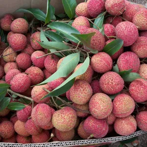 Japan Lychee Trees With Grafting Korea Lychee Trees thumbnail-1