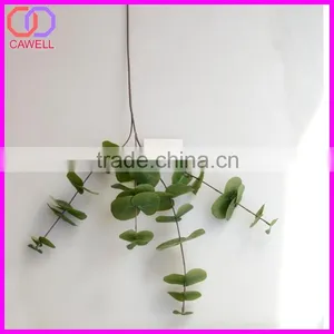 Names of Leaves in India,types of Ornamental Plants thumbnail-2
