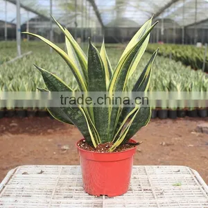 Common Good Indoor Potted Foliage Golden Sansevieria Plants thumbnail-1