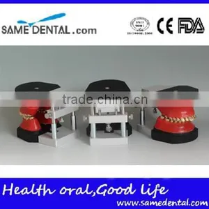 Dental Orthodontic Operational Training Model DEA-32 thumbnail-4