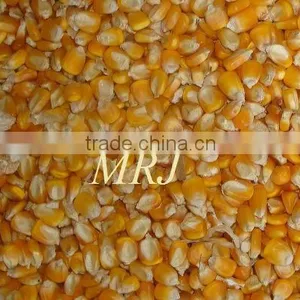 Indian Yellow Maize thumbnail-2