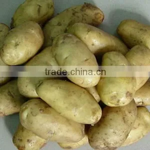 China Fresh Holland Potato thumbnail-1
