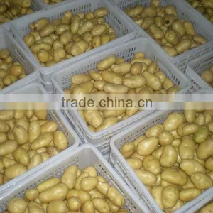 NEW CROP OF HOLLAND FRESH POTATO thumbnail-1