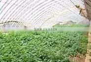Natural Wasabi in Tube for Healthy Diet thumbnail-6