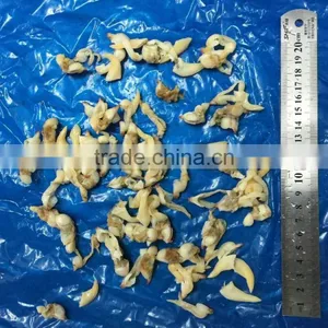Frozen Suff Clam Meat thumbnail-2