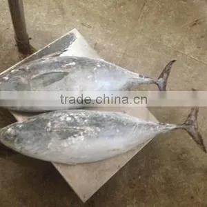 Skipjack Tuna thumbnail-5