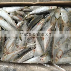 High Quality Machine Grade Canned Sardines Manufacturers With Cheapest Price thumbnail-2