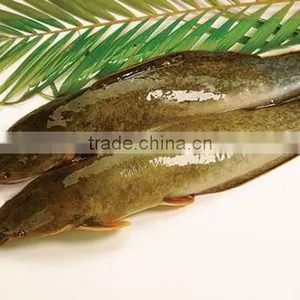 Catfish thumbnail-1