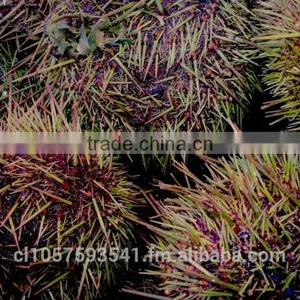 UNI Sea Urchin thumbnail-2