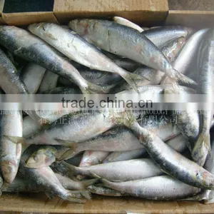 Frozen Sardine Fish Fresh Fish thumbnail-1